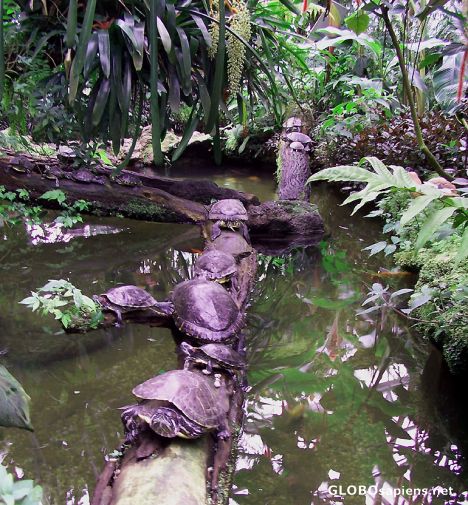 Postcard Botanischer Garten, Turtles resting