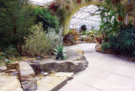Postcard Cacti in the Botanical Garden's Glasshouses