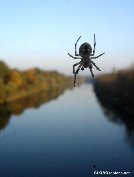Postcard From a spider's eye