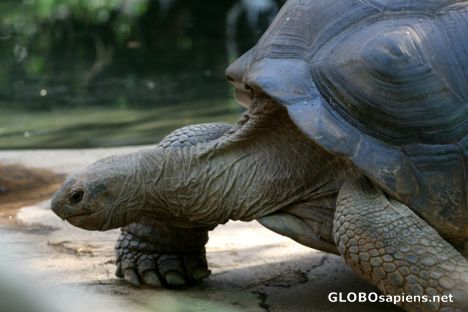 Postcard Tierpark Munich - Schildkröten