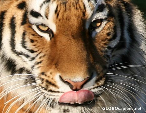 Postcard Tierpark Munich - Get them Tiger!