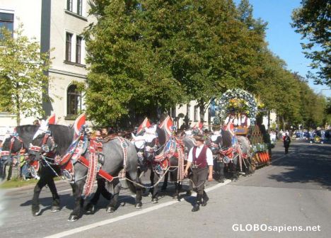 Postcard Oktoberfest Parade 11o18 Horses