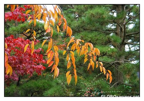 Postcard Autumncolours I