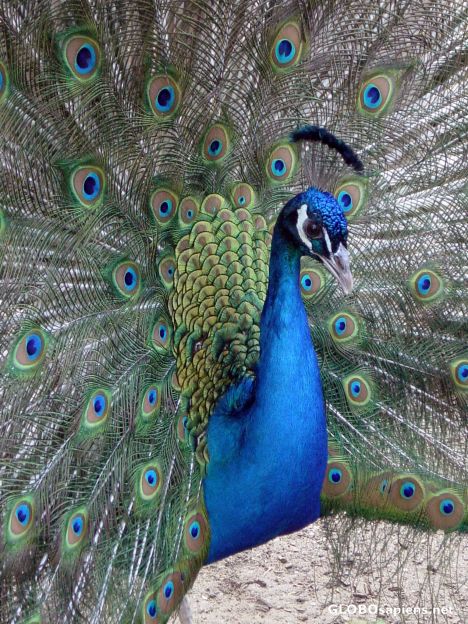Postcard peacocks springfeeling