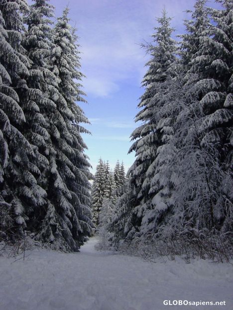 Postcard winterwonderland