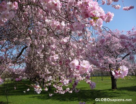 Postcard Cherry trees in flower