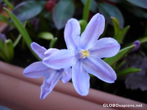 Postcard Little blue flower