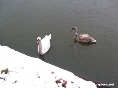 Postcard Two Swans on the Neckar