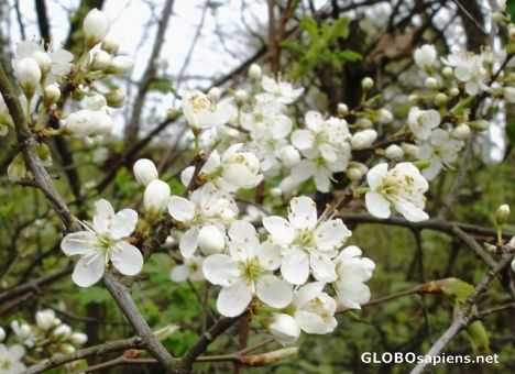 Postcard Tree	blossoming season in Germany 2