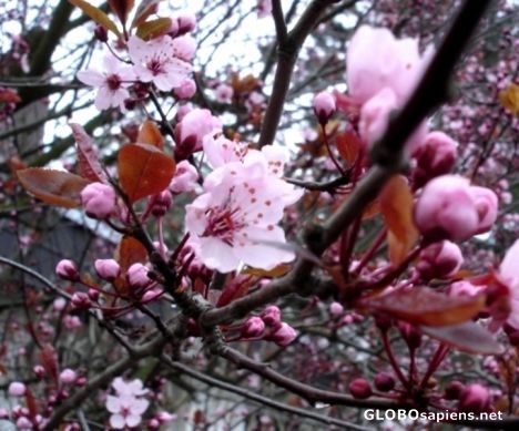 Postcard Tree	blossoming season in Germany 3