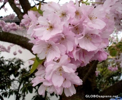 Postcard Tree	blossoming season in Germany 4