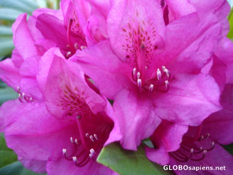 Postcard Rhododendron -
