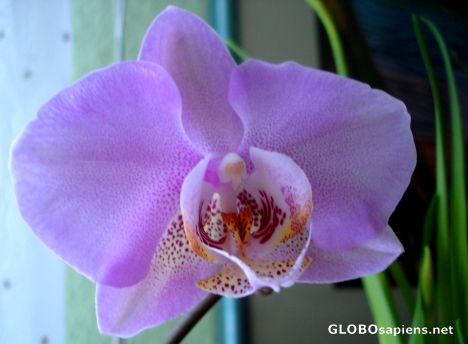 Postcard An orchid -