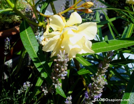 Postcard Yellow oleander -