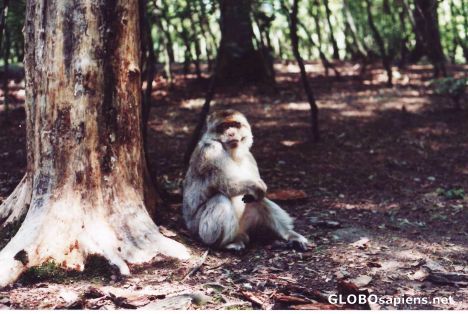 Postcard Barbary Macaque