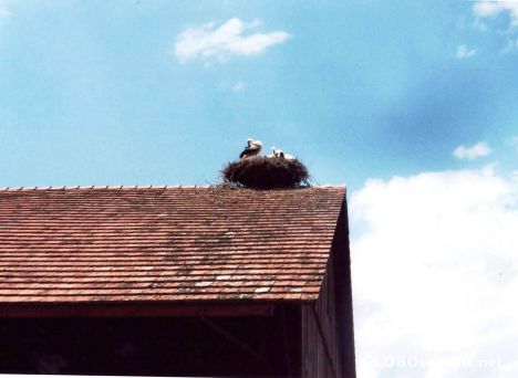 Postcard Stork's nest