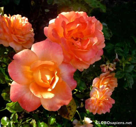 Postcard Garden roses