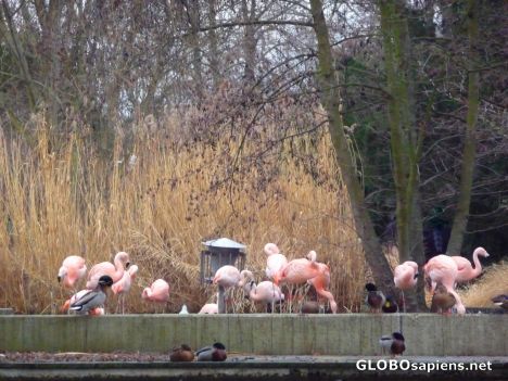 Postcard Flamingos and ducks