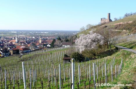 Postcard Spring in the vineyards
