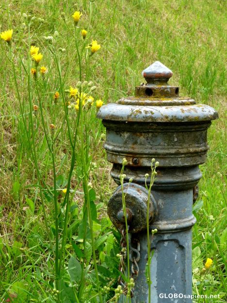 Postcard Antique hydrant -