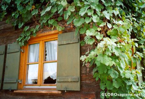 Postcard Grapevine window