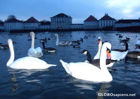 Postcard Bavarian Royal Swans