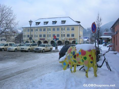 Postcard Cows in Oberau