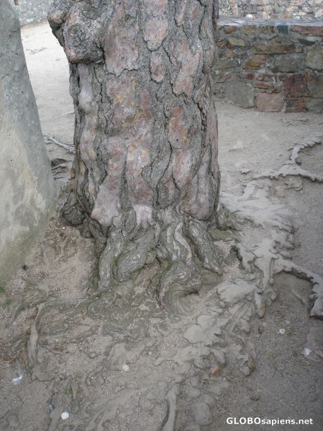 Postcard Old tree on Auerbach castle