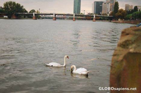 Postcard Swans on the Main River