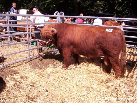 Postcard Stünzel-Prize winning bull