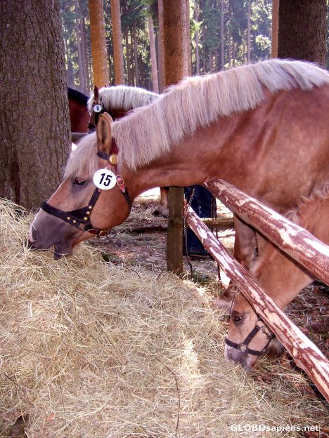 Postcard Stünzel-Horse with foal