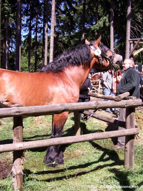 Postcard Stünzel-Horse
