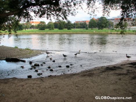 Postcard Ducks on the Elbe