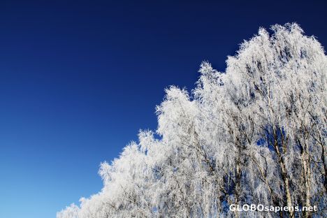 Postcard frozen birches