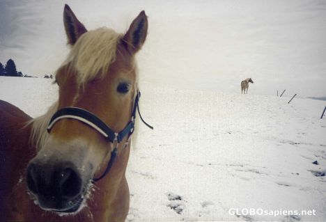 Postcard Winter Horses on a Field 2