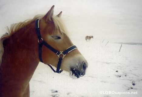 Postcard Winter Horses on a Field 1