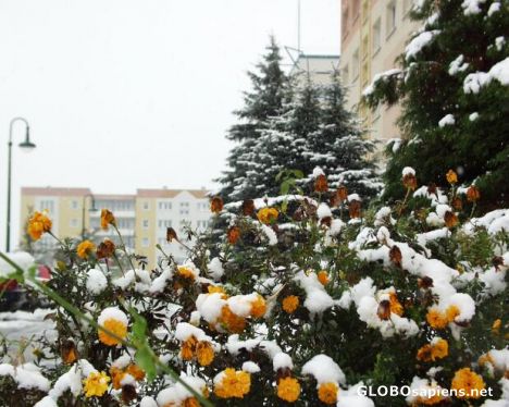 Postcard autumn flowers in snow