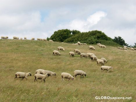Postcard Rügen Island - Sheep grazing