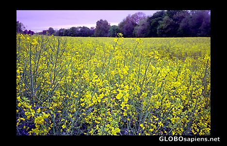 Postcard Mustard grass fields near Rhen