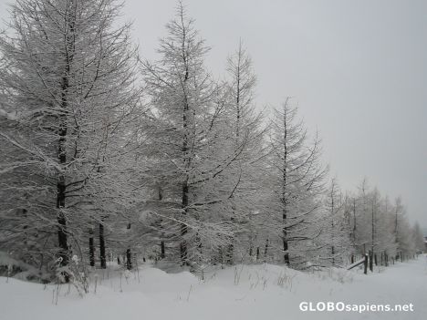 Postcard Altenberg : Forests in Winter