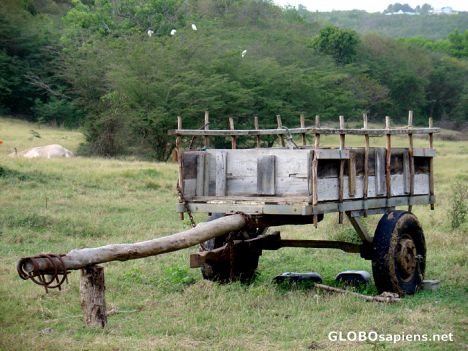Postcard Gosier - The ox is tired and the cart is old !