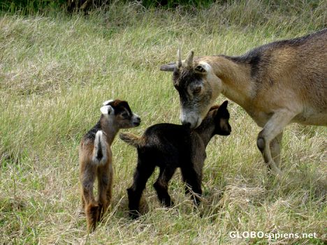 Postcard Goats