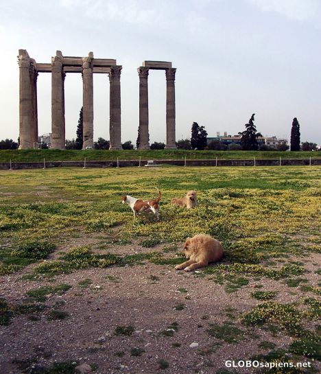 Postcard Temple of Zeus and very friendly dogs