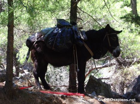 Postcard A donkey in Samaria gorge