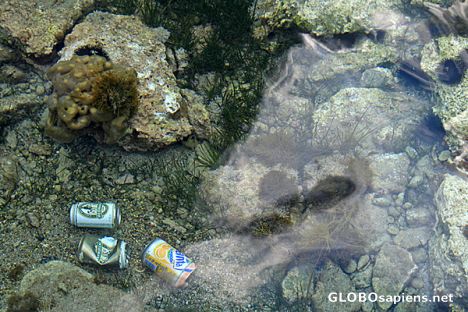 Postcard Live Sponge in Very Clear Water