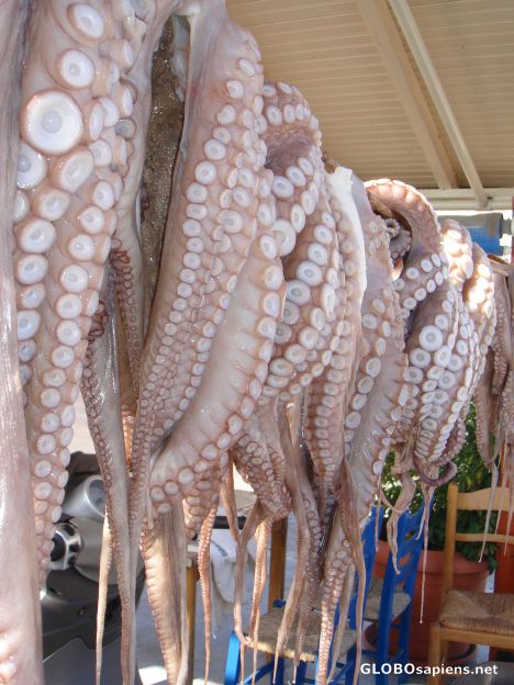 Postcard octopus - greek cuisine