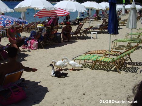 Postcard Ducks also like sunbathing