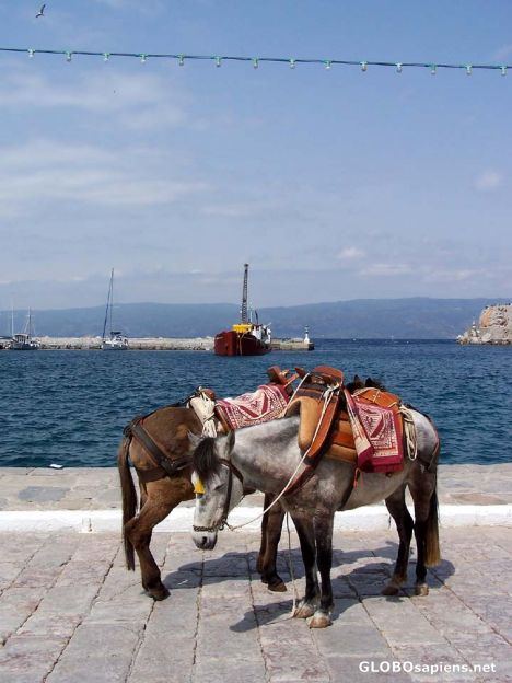 Postcard Donkeys at the port.