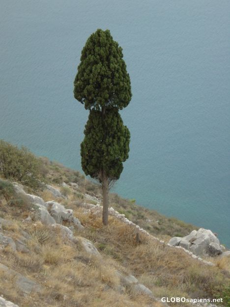 Postcard Lonesome Tree