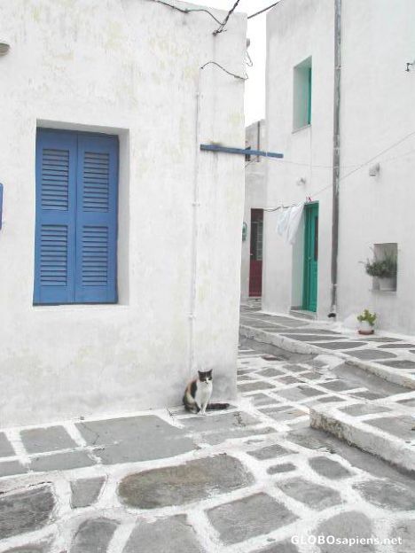 Postcard Cat on Paros island, Greece